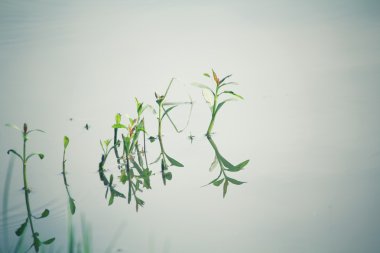 Yeşil çim gölge ile