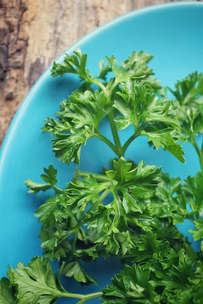 新鲜欧芹 — 图库照片