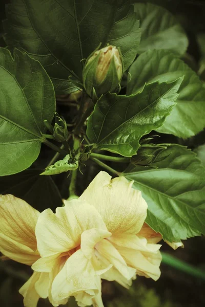 Fleurs d'Hibiscus - fleur orange — Photo