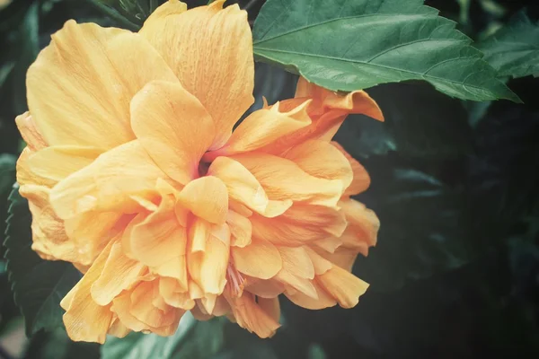 Цветы гибискуса - оранжевый цветок — стоковое фото