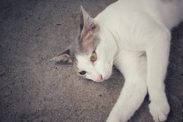 Gato dormindo — Fotografia de Stock