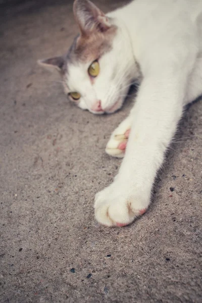 Katze schläft — Stockfoto