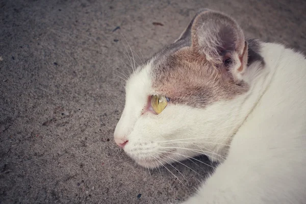 Kat op zoek. — Stockfoto