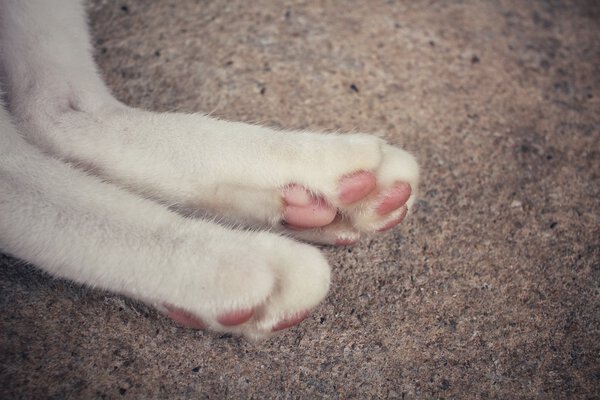 Cat feet