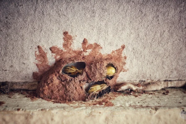 Tropical termite nest — Stock Photo, Image