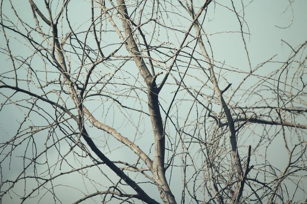 Κλαδιά δέντρων — Φωτογραφία Αρχείου