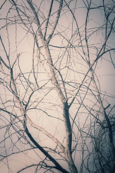 Rami d'albero — Foto Stock