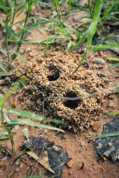 Ants nest — Stock Photo, Image