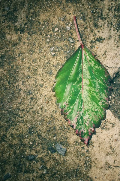 Hojas verdes — Foto de Stock