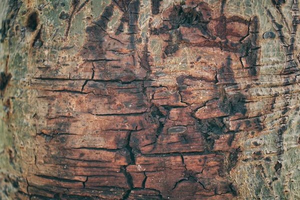 Baumrindenstruktur — Stockfoto