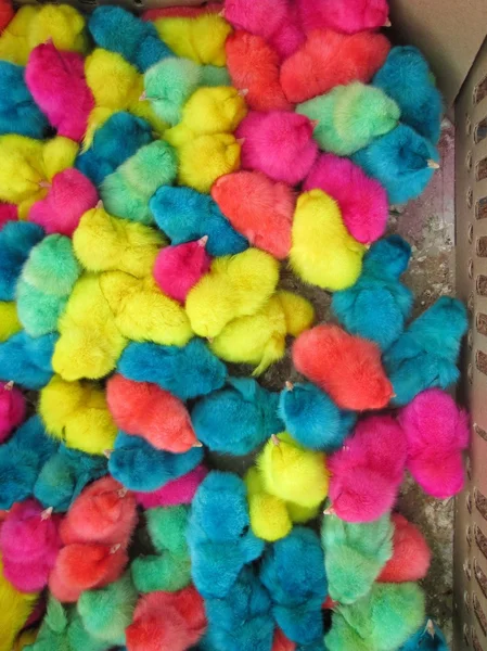 Цыпленок цветной — стоковое фото