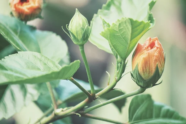 芙蓉花-橙色花 — 图库照片