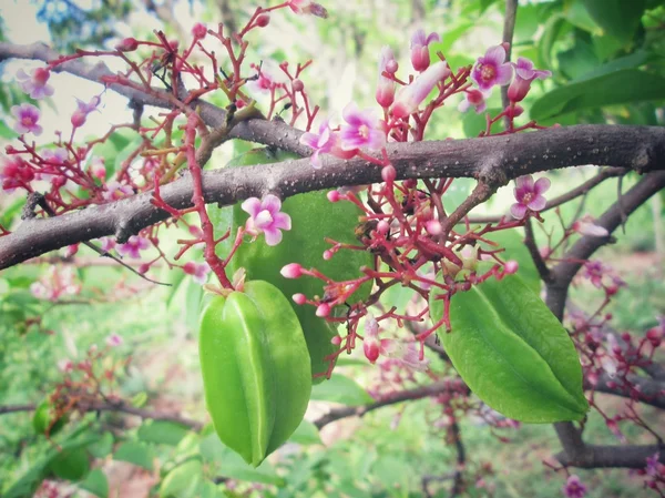 Fruta de manzana estrella —  Fotos de Stock