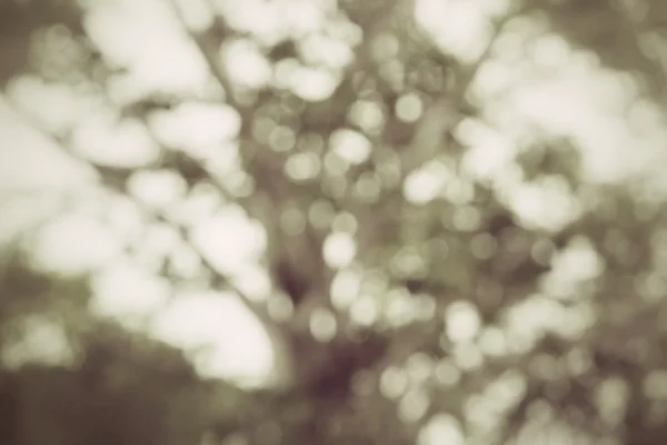 Ağacı bulanık — Stok fotoğraf