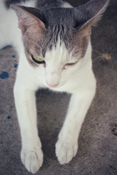 Gato mirando —  Fotos de Stock