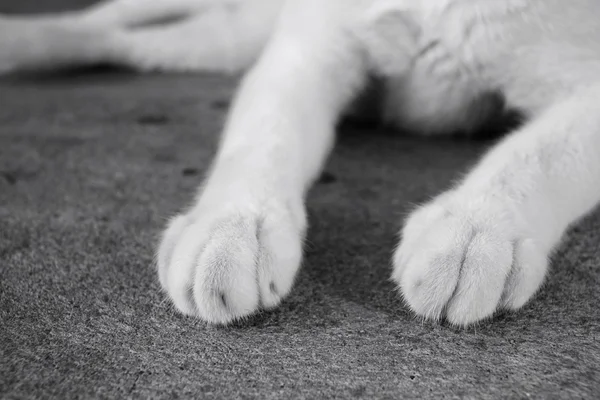 Pés de gato — Fotografia de Stock