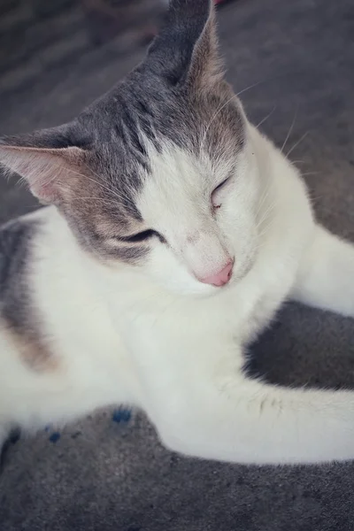 Kočka spící — Stock fotografie