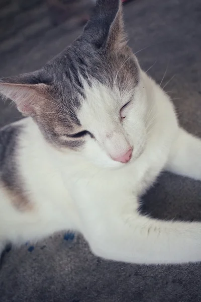 Gato durmiendo —  Fotos de Stock