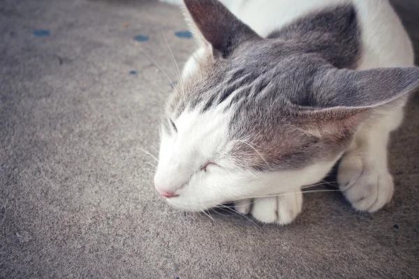 Кіт спати — стокове фото