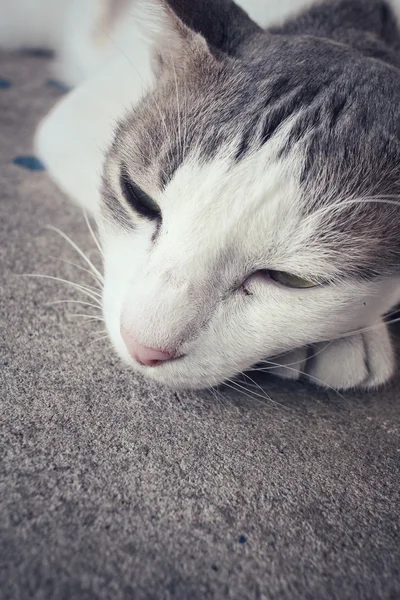 Кошка спит — стоковое фото