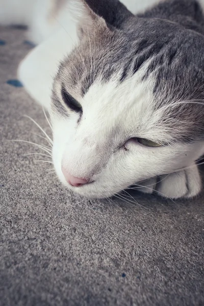 Gato durmiendo —  Fotos de Stock