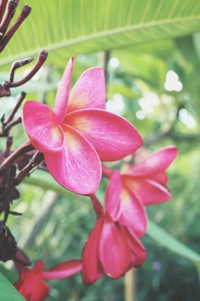 Roze frangipani bloem op boom — Stockfoto