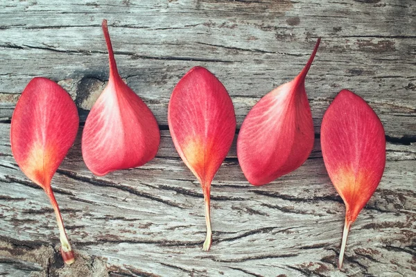 フランジパニ花弁 — ストック写真