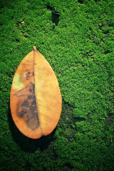 Suszonych liści na trawa mech — Zdjęcie stockowe