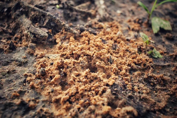 Ants nest — Stock Photo, Image