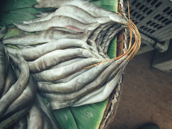 Fresh raw fish — Stock Photo, Image