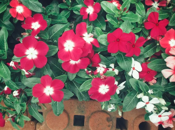 Rosa petunior blommor — Stockfoto