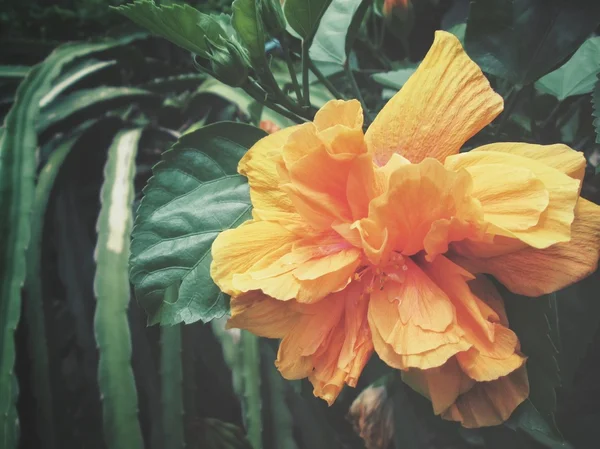 Flor de hibisco - flor de laranja — Fotografia de Stock
