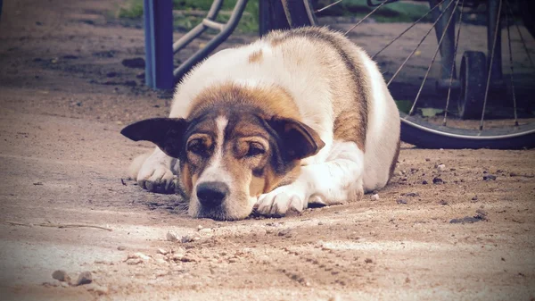 Hund sover — Stockfoto