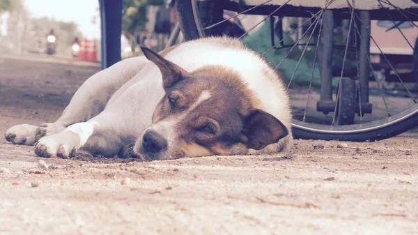 Cão dormindo — Fotografia de Stock