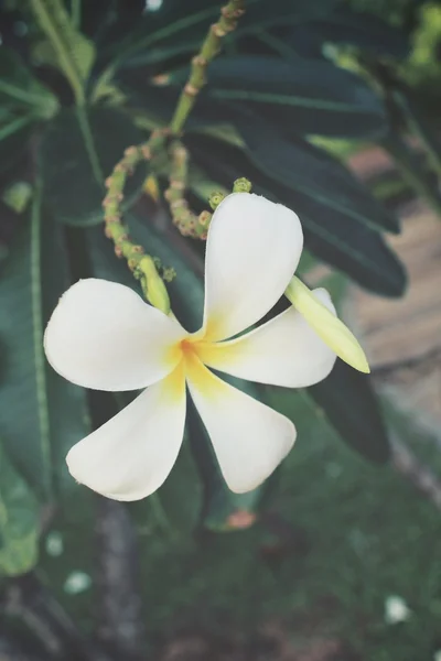 Белый цветок франджипани на дереве — стоковое фото