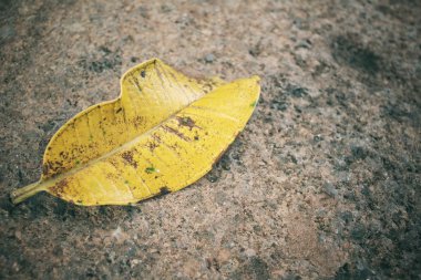 Kurutulmuş Yapraklar