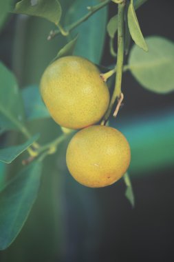 Ağaçtaki portakal meyvesi