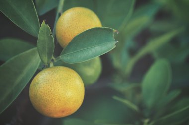 Ağaçtaki portakal meyvesi