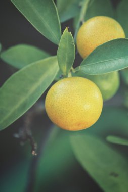 Ağaçtaki portakal meyvesi