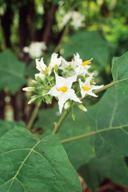 Patlıcan çiçeği.