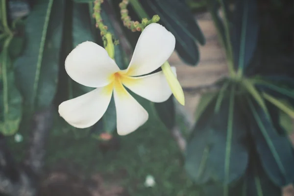 Vit frangipani blomma på träd — Stockfoto