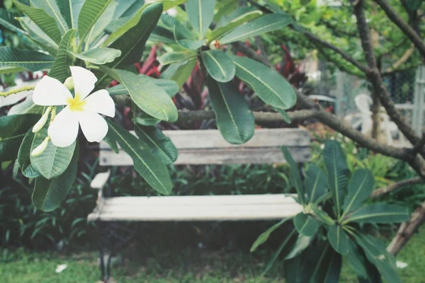 Witte frangipani bloem op boom met bankje — Stockfoto