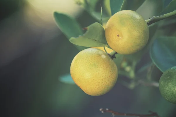 Apelsinfrukt på träd — Stockfoto