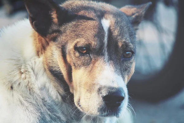 探している犬 — ストック写真