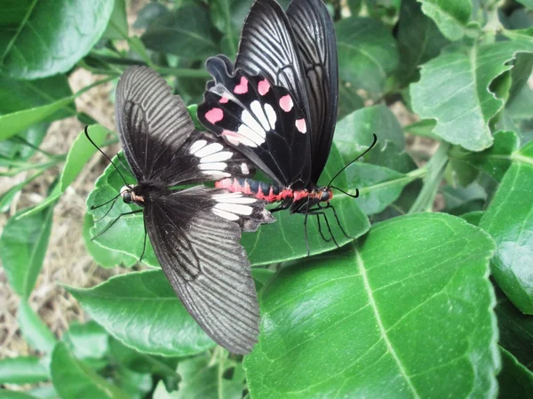Ζευγάρι πεταλούδα — Φωτογραφία Αρχείου