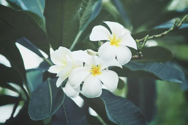 Witte frangipani bloem op boom — Stockfoto