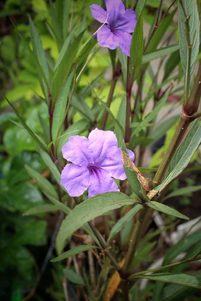 Flor púrpura en el árbol — Foto de Stock