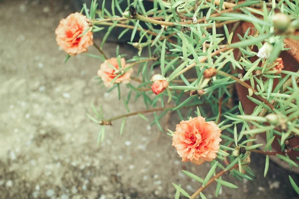 Portulaca bloemen — Stockfoto