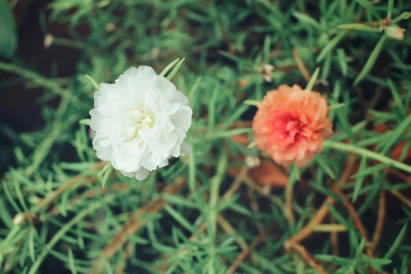 Portulaca 꽃 — 스톡 사진