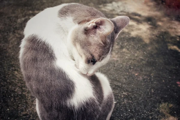 Kočka olizovat — Stock fotografie